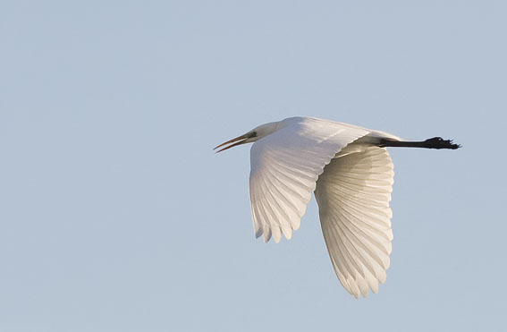 Grotezilverreiger090208A